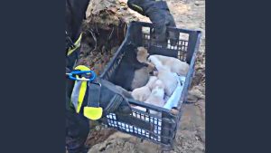 VIDEO | Opt cățeluși au fost salvați de pompierii constănțeni
