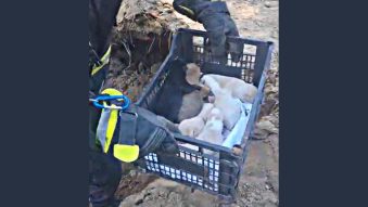 VIDEO | Opt cățeluși au fost salvați de pompierii constănțeni