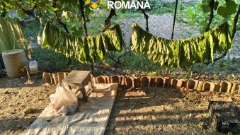 Județul TULCEA: Aproape 600 de kg de tutun au fost confiscate de polițiști