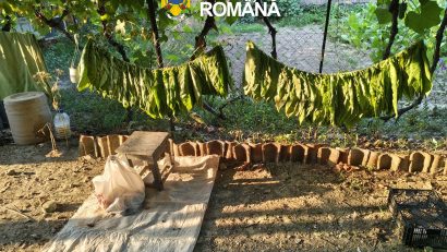 Județul TULCEA: Aproape 600 de kg de tutun au fost confiscate de polițiști