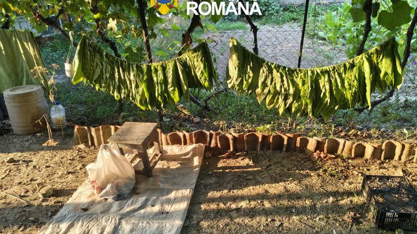Județul TULCEA: Aproape 600 de kg de tutun au fost confiscate de polițiști