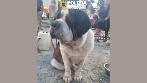Două persoane care se foloseau de câini pentru a apela la mila trecătorilor, amendate de polițiștii constănțeni