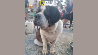 Două persoane care se foloseau de câini pentru a apela la mila trecătorilor, amendate de polițiștii constănțeni