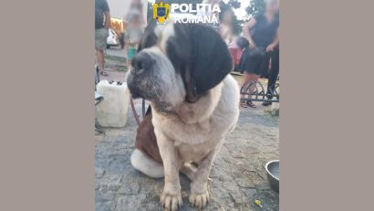 Două persoane care se foloseau de câini pentru a apela la mila trecătorilor, amendate de polițiștii constănțeni