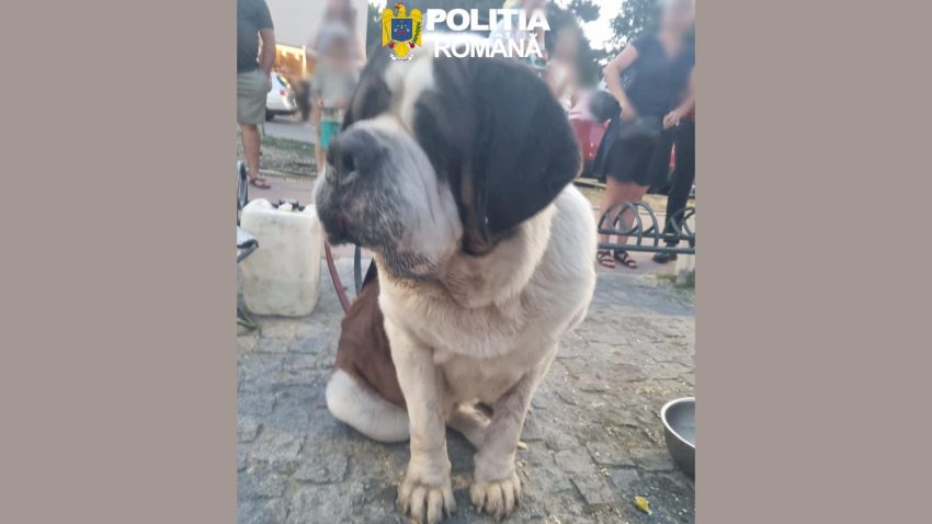 Două persoane care se foloseau de câini pentru a apela la mila trecătorilor, amendate de polițiștii constănțeni