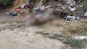 Județul CONSTANȚA: Porci morți descoperiți pe raza localității Dunăreni, comuna Aliman