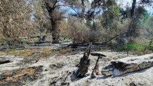 TULCEA: Incendiu de pădure, provocat de explozia unei drone, în apropiere de satul Plauru