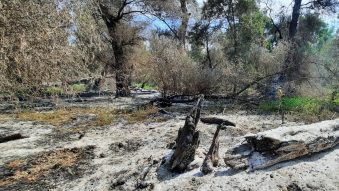 TULCEA: Incendiu de pădure, provocat de explozia unei drone, în apropiere de satul Plauru