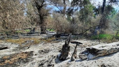 UPDATE TULCEA: Incendiu de pădure, provocat de explozia unei drone, lângă Plauru. Rezultatele evaluării MApN