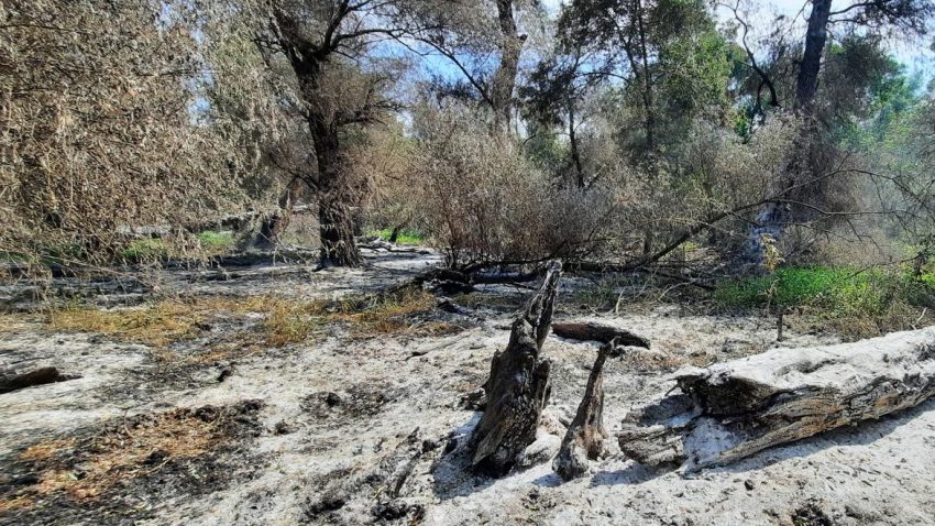TULCEA: Incendiu de pădure, provocat de explozia unei drone, în apropiere de satul Plauru