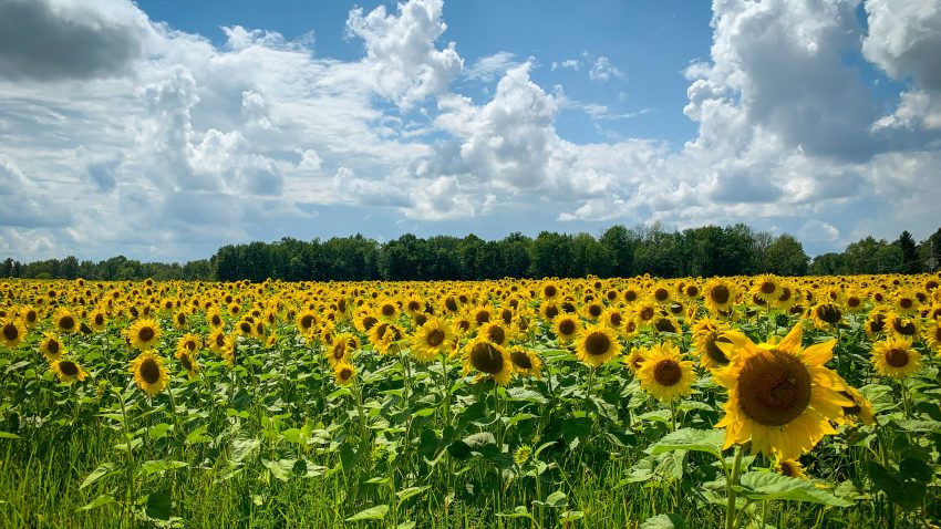 AUDIO | În ce proporție a afectat lipsa precipitațiilor producțiile agricole de porumb și floarea-soarelui din zona Dobrogei