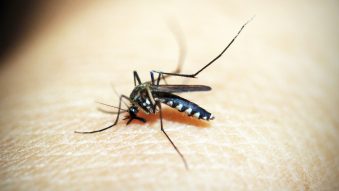 INSP: 48 de cazuri de infecție cu virusul West Nile și 2 decese, de la începutul sezonului
