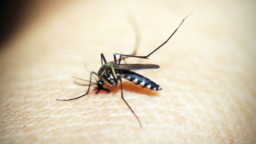 INSP: 48 de cazuri de infecție cu virusul West Nile și 2 decese, de la începutul sezonului