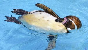 TULCEA: Grădină zoologică mobilă în comuna Smârdan, la podul peste Dunăre