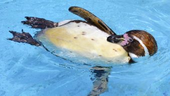 TULCEA: Grădină zoologică mobilă în comuna Smârdan, la podul peste Dunăre