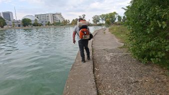 Primăria Constanța continuă acțiunile de delarvizare, dezinsecție și deratizare