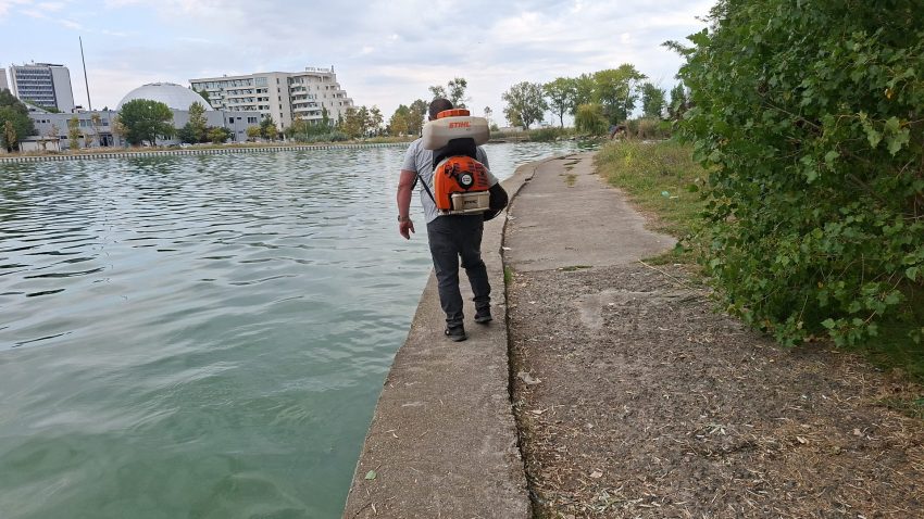 Primăria Constanța continuă acțiunile de delarvizare, dezinsecție și deratizare