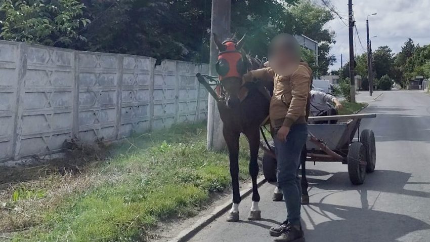 CONSTANȚA: La plimbare cu căruța prin oraș. Conducătorul atelajului, amendat – căruța confiscată