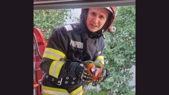 Un pui de papagal exotic care a evadat dintr-un apartament, salvat de pompierii tulceni