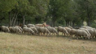 Județul TULCEA: Opt crescători de animale, afectați de variola ovină și caprină. Deplasarea animalelor, INTERZISĂ