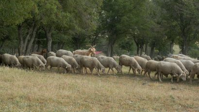 Județul TULCEA: Opt crescători de animale, afectați de variola ovină și caprină. Deplasarea animalelor, INTERZISĂ