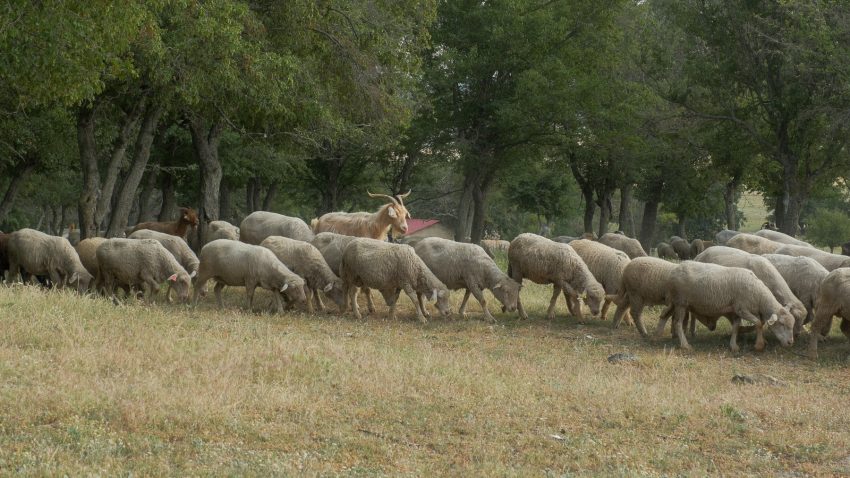 Județul TULCEA: Opt crescători de animale, afectați de variola ovină și caprină. Deplasarea animalelor, INTERZISĂ