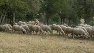 AUDIO | Restricțiile de deplasare a animalelor se mențin până în noiembrie, din cauza focarelor de variolă ovină din județul Constanța