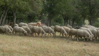 AUDIO | Restricțiile de deplasare a animalelor se mențin până în noiembrie, din cauza focarelor de variolă ovină din județul Constanța