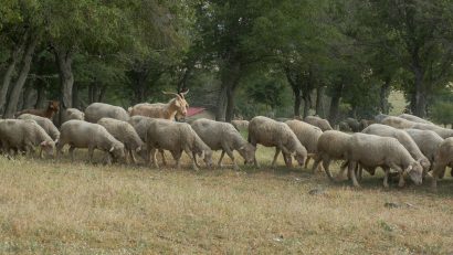 Animals International susține unele revendicări ale crescătorilor privind gestionarea bolilor, dar respinge reluarea exportului de animale vii
