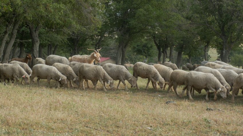 AUDIO | Restricțiile de deplasare a animalelor se mențin până în noiembrie, din cauza focarelor de variolă ovină din județul Constanța