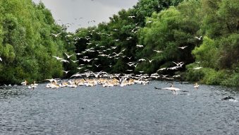 1 Septembrie 2026 – Ziua Rezervației Biosferei Delta Dunării