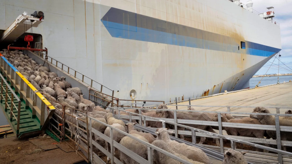 Criză în Marea Neagră: Se cere suspendarea imediată a transporturilor maritime de animale din Portul Midia, pe fondul incidentelor militare și al normelor sanitare