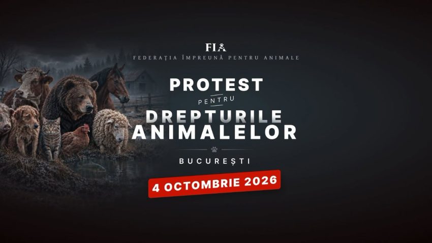 Aproape 80 de asociații și iubitori de animale din toată țara protestează în Capitală, de Ziua Internațională a Animalelor