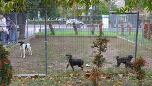 „Săptămâna verde” alături de câțiva dintre câinii de la Adăpostul public din Constanța