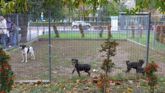 „Săptămâna verde” alături de câțiva dintre câinii de la Adăpostul public din Constanța