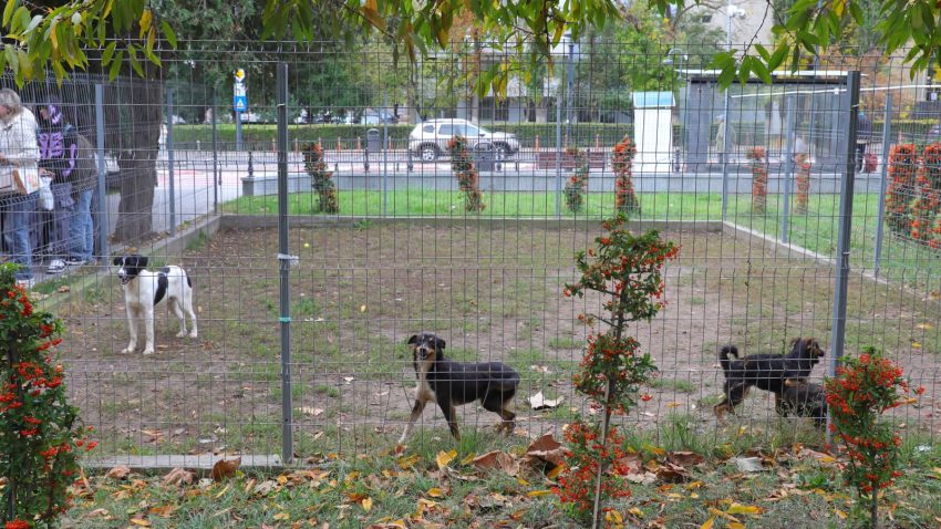 „Săptămâna verde” alături de câțiva dintre câinii de la Adăpostul public din Constanța