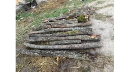Județul CONSTANȚA: Doi bărbați, suspectați că au furat arbori din pădurea Ocolului Silvic Băneasa, au fost reținuți de polițiști