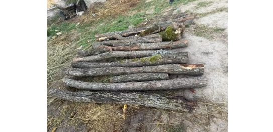 Județul CONSTANȚA: Doi bărbați, suspectați că au furat arbori din pădurea Ocolului Silvic Băneasa, au fost reținuți de polițiști