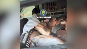 Județul CONSTANȚA: 700 de kilograme de pește capturat ilegal, descoperite de polițiștii Gărzii de Coastă