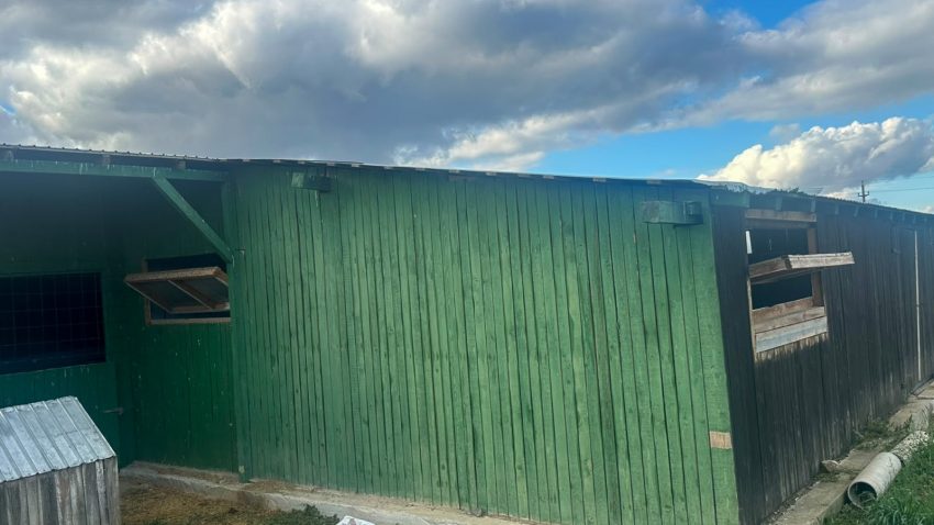 Județul TULCEA: Verificări la adăpostul de câini din Dăeni. Săptămâna trecută, DSVSA a permis reluarea activității