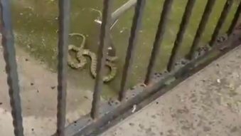 CONSTANȚA: Doi șerpi au fost capturați de jandarmi. Reptilele au fost eliberate în mediul natural