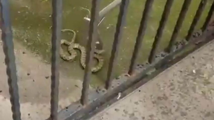CONSTANȚA: Doi șerpi au fost capturați de jandarmi. Reptilele au fost eliberate în mediul natural