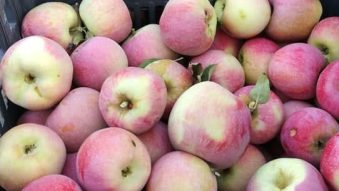 AUDIO | Calitatea face diferența. Producătorii de fructe nu duc lipsă de clienți, deși își vând produsele mai scump