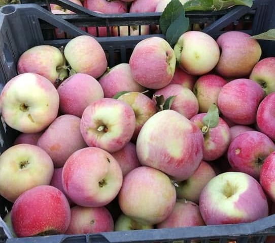 AUDIO | Calitatea face diferența. Producătorii de fructe nu duc lipsă de clienți, deși își vând produsele mai scump