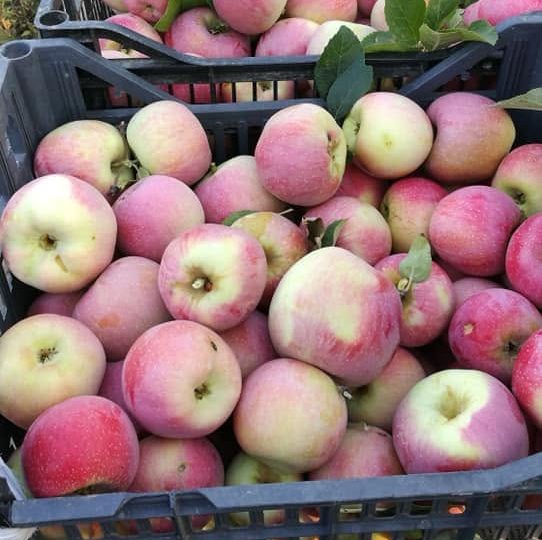 AUDIO | Calitatea face diferența. Producătorii de fructe nu duc lipsă de clienți, deși își vând produsele mai scump