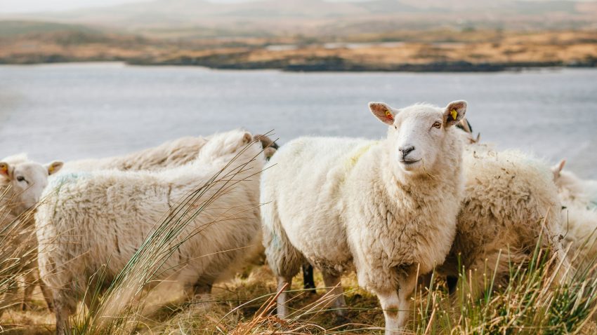 AUDIO | Din cauza variolei ovine, mai multe măsuri au fost luate la nivelul județului Constanța