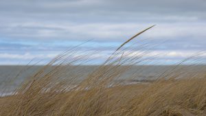 Vremea se menține rece, în Dobrogea. Regiunea se află sub atenționare meteorologică COD GALBEN de vânt