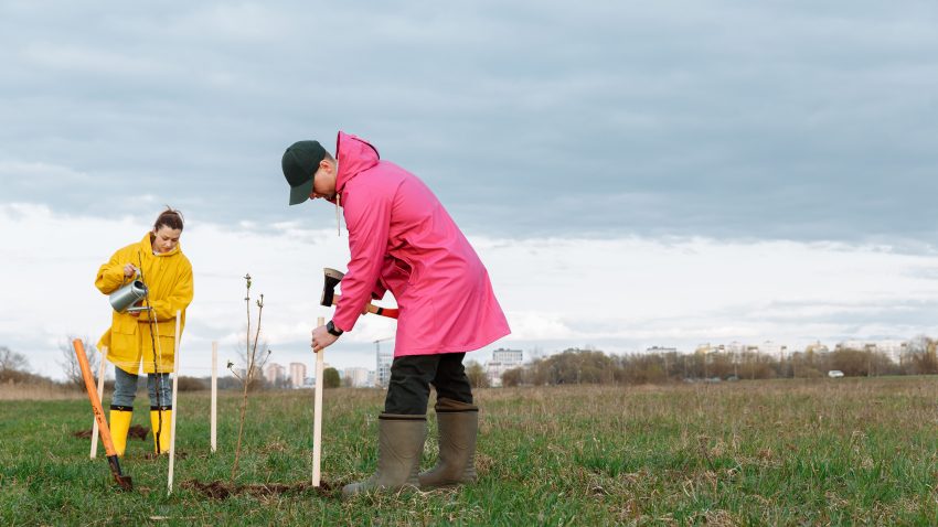 AUDIO | Toamna, perioada favorabilă pentru plantarea pomilor fructiferi